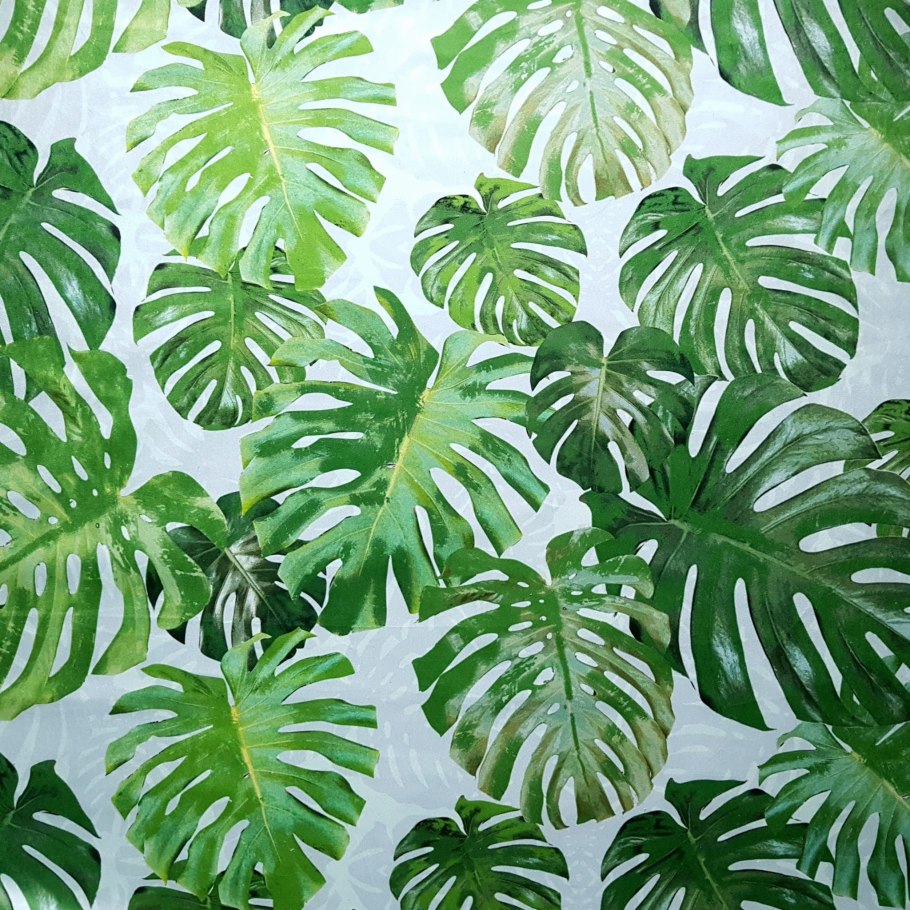 Филодендрон Рафидофора