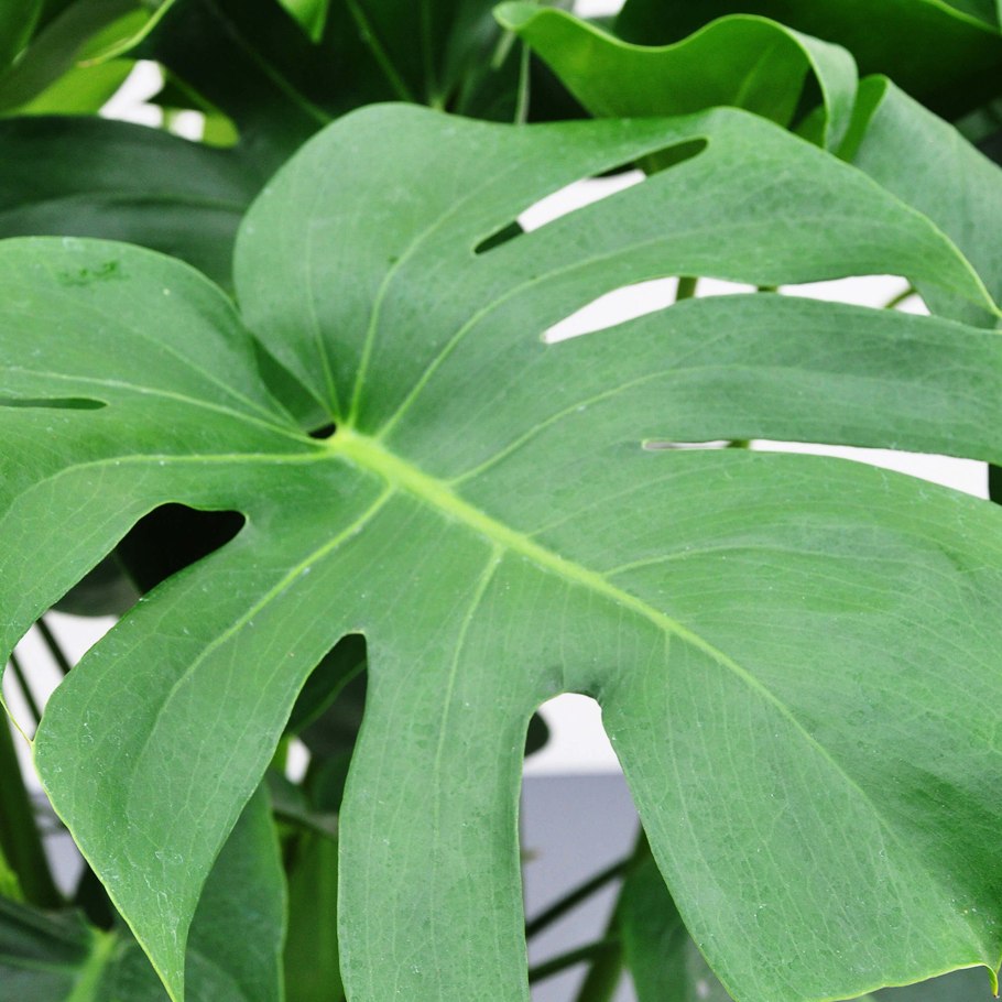 Монстера Альба
