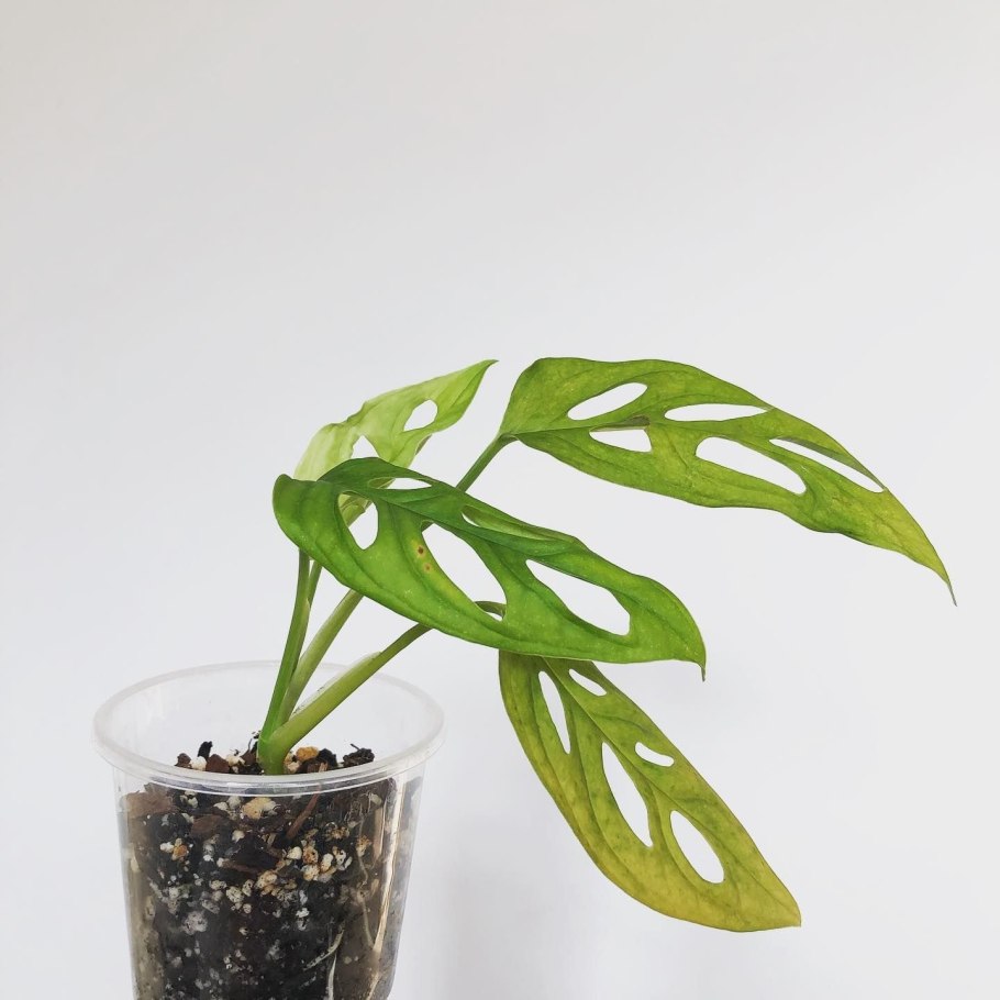 Monstera pinnatipartita/монстера пиннатипартита