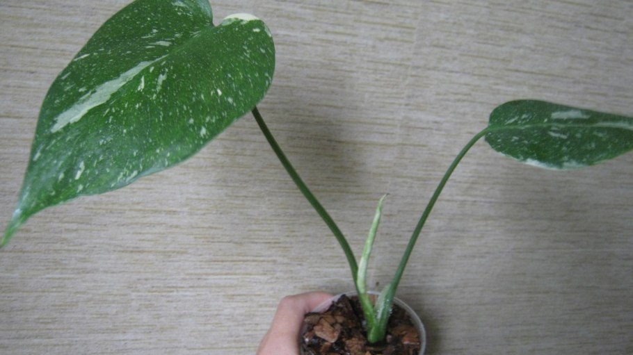 Монстера Альба Вариегата