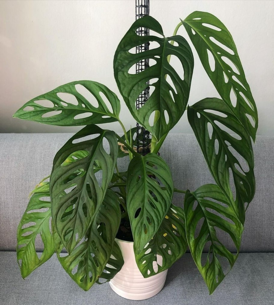 Монстера Альба рост листа