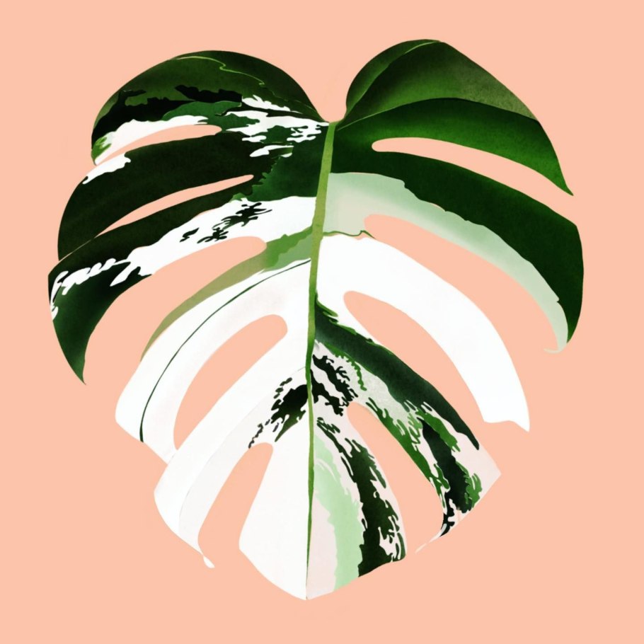 Желтая монстера в Доминикане фото размножение