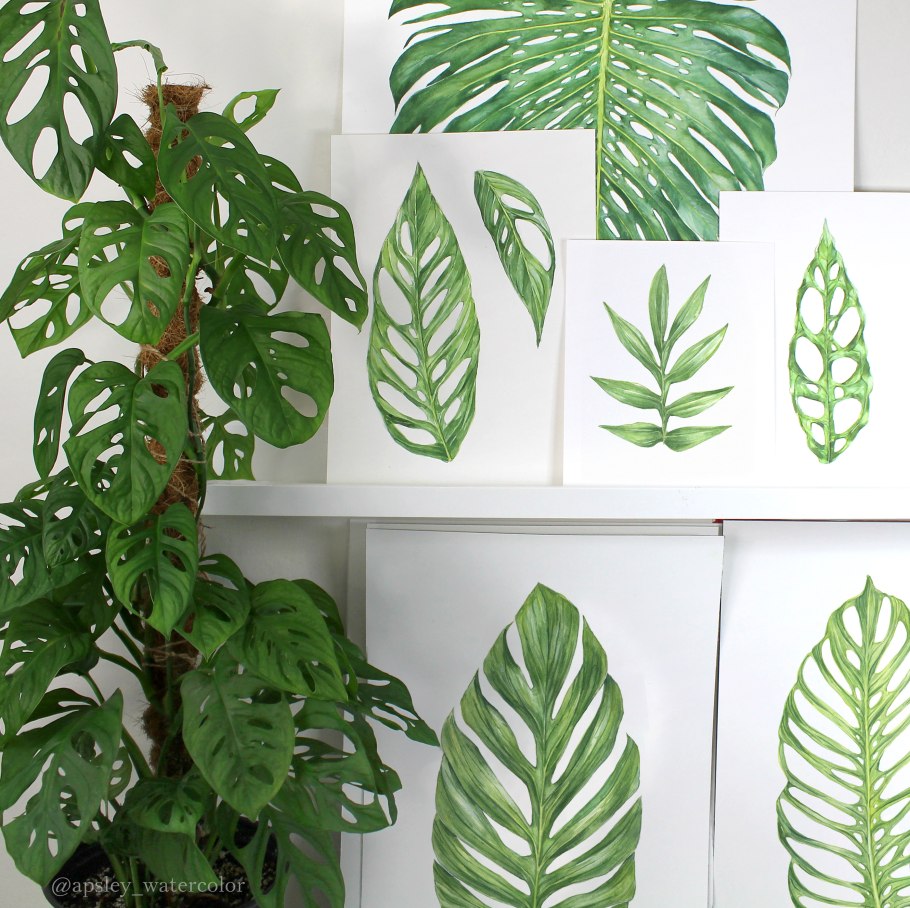 Филодендрон монстера листья