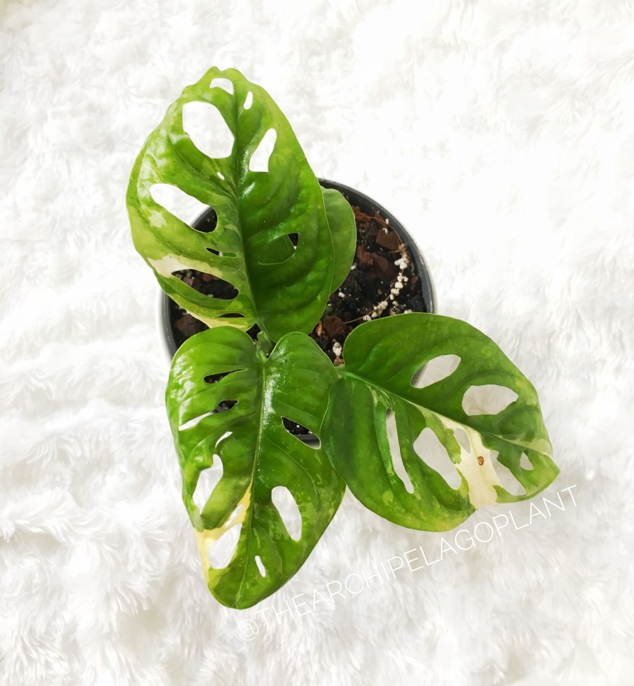 Монстера на черном фоне