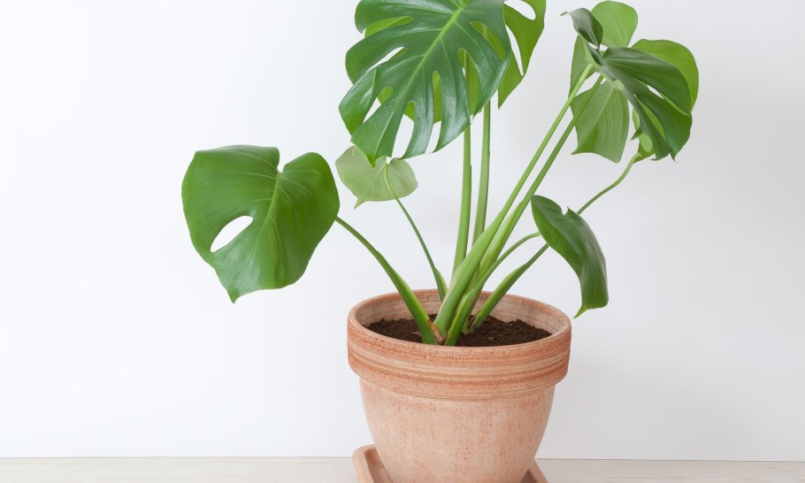 Монстера houseplants