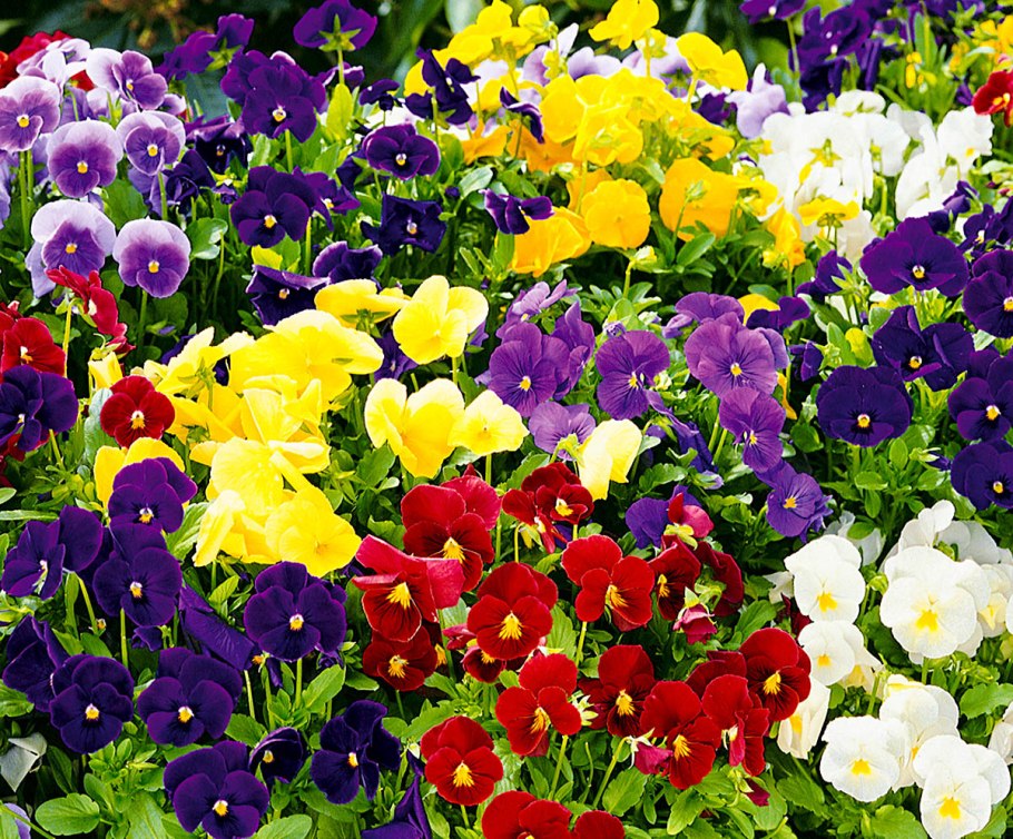 Виола «Кристалл» яркий набор