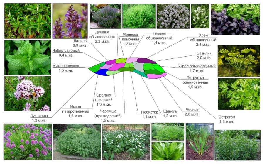 Миксбордер из пряных трав схема
