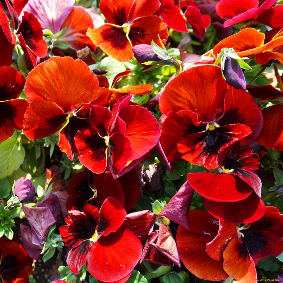 Виола Виттрока Вечерний Жар