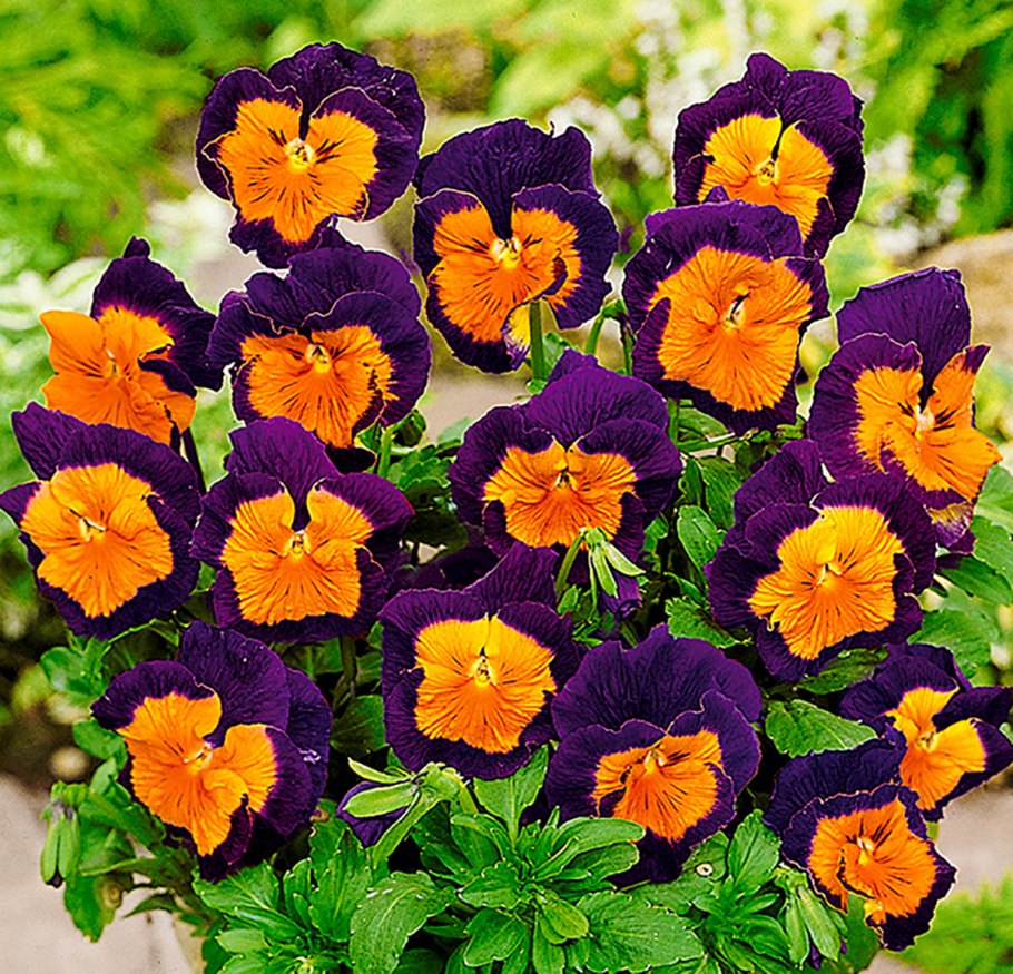 Виола Блэк махровая