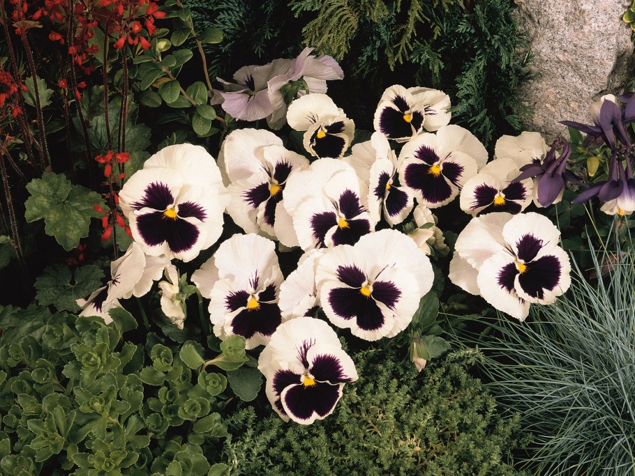 Виола Сильвербрайд