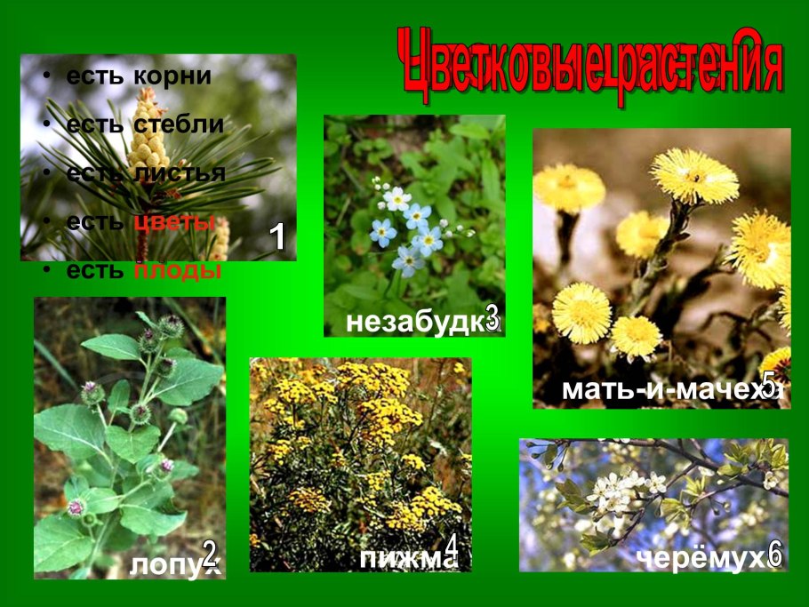 Цветковые растения виды