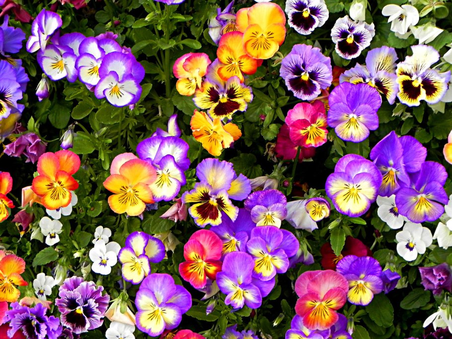 Виола многолетняя (фиалка рогатая)