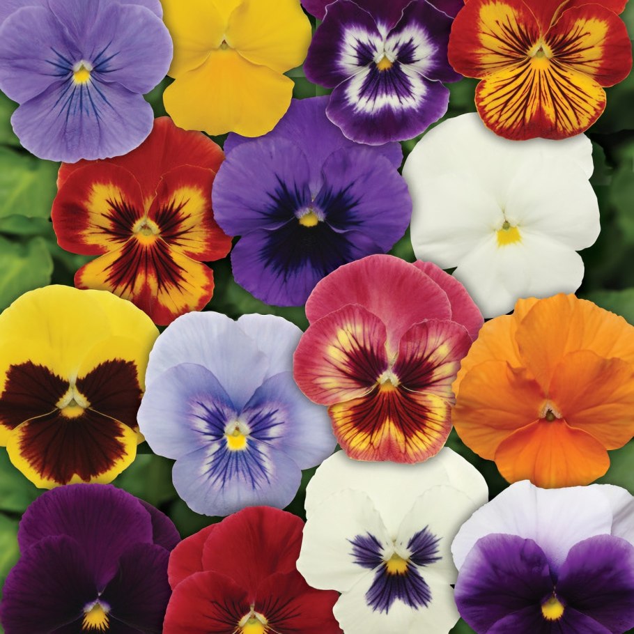 Виола Виттрока Панола XP Хэллоуин микс f1