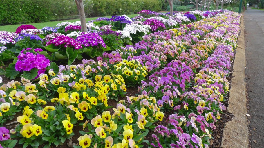 Цинерария с виолой