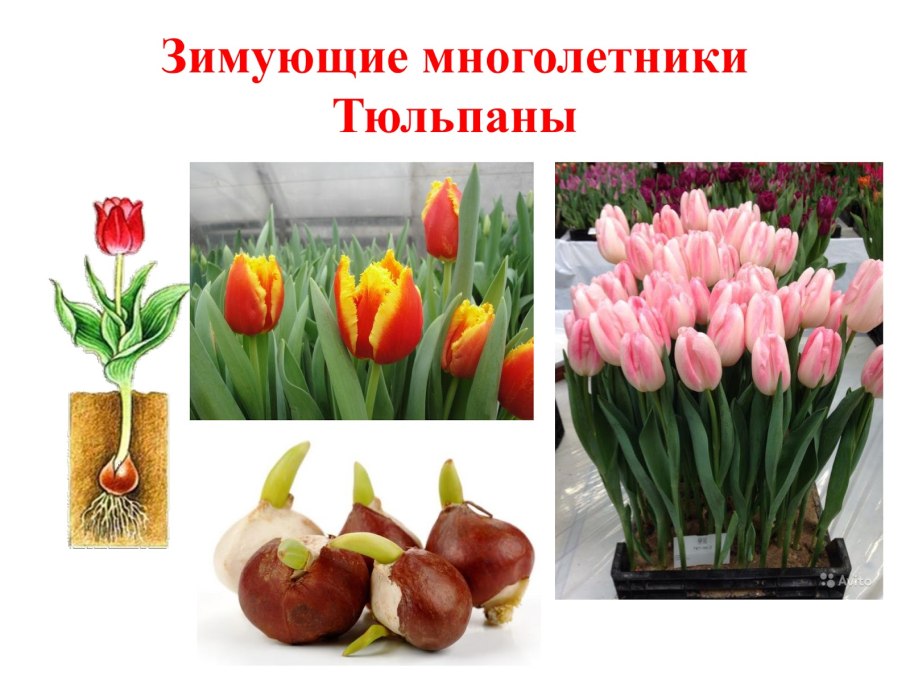 Многолетние растения зимующие в открытом грунте