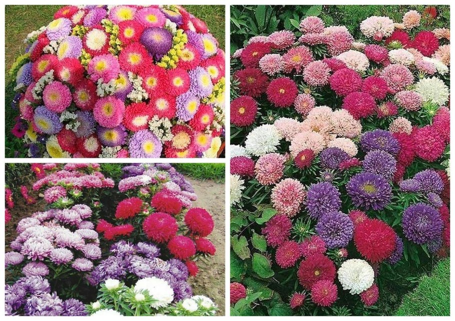 Астра Монпансье