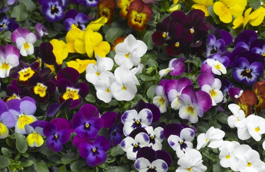 Виола рогатая cornuta