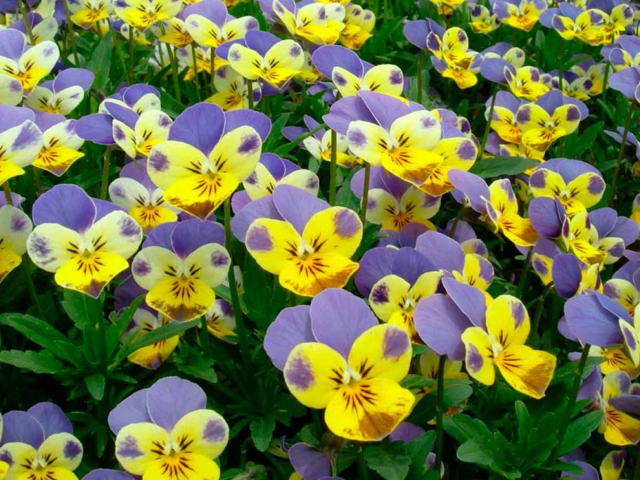 Виола рогатая мелкоцветковая