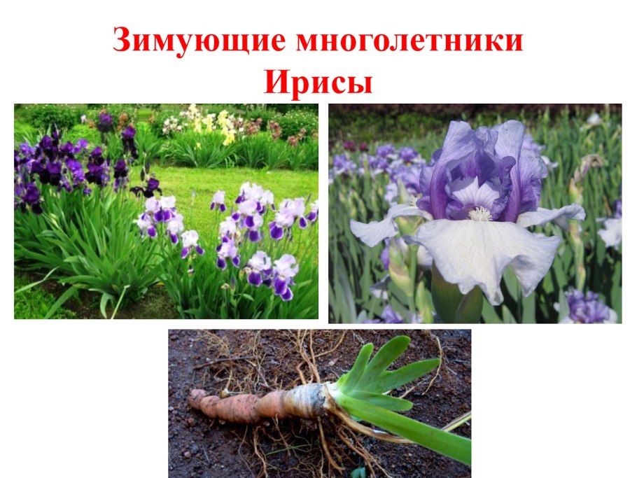 Зимующие многолетние растения