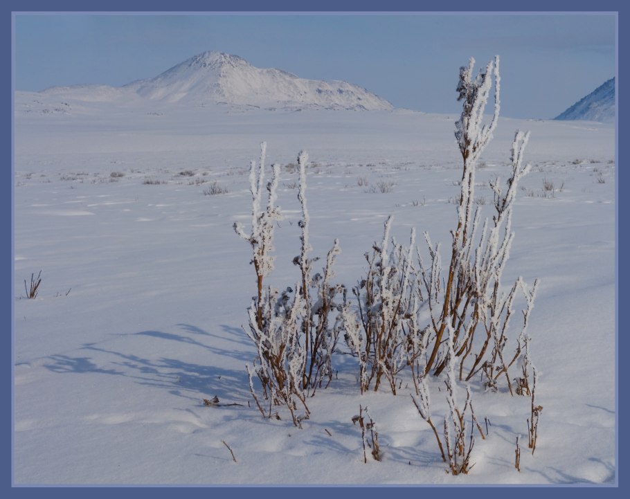 Карликовая береза в арктической пустыне