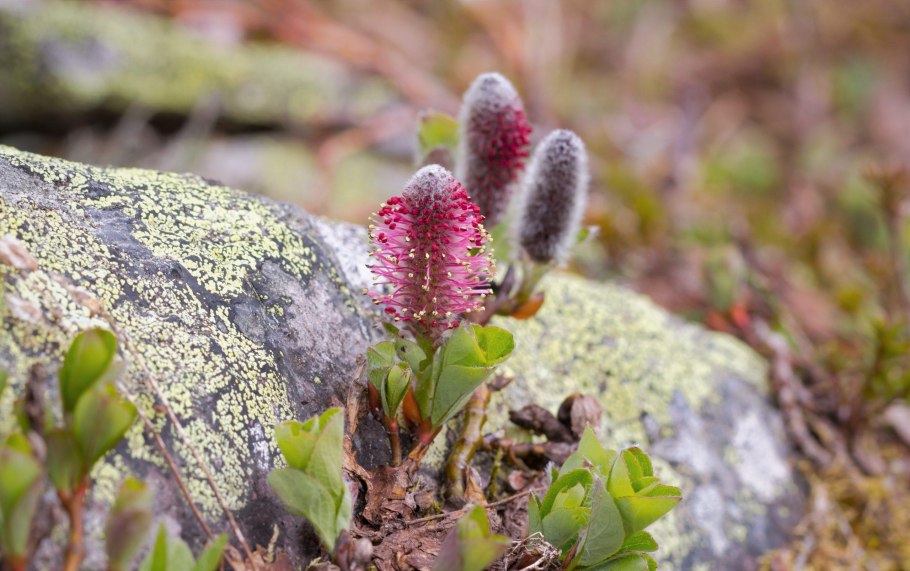 Ива Арктическая Salix Arctica