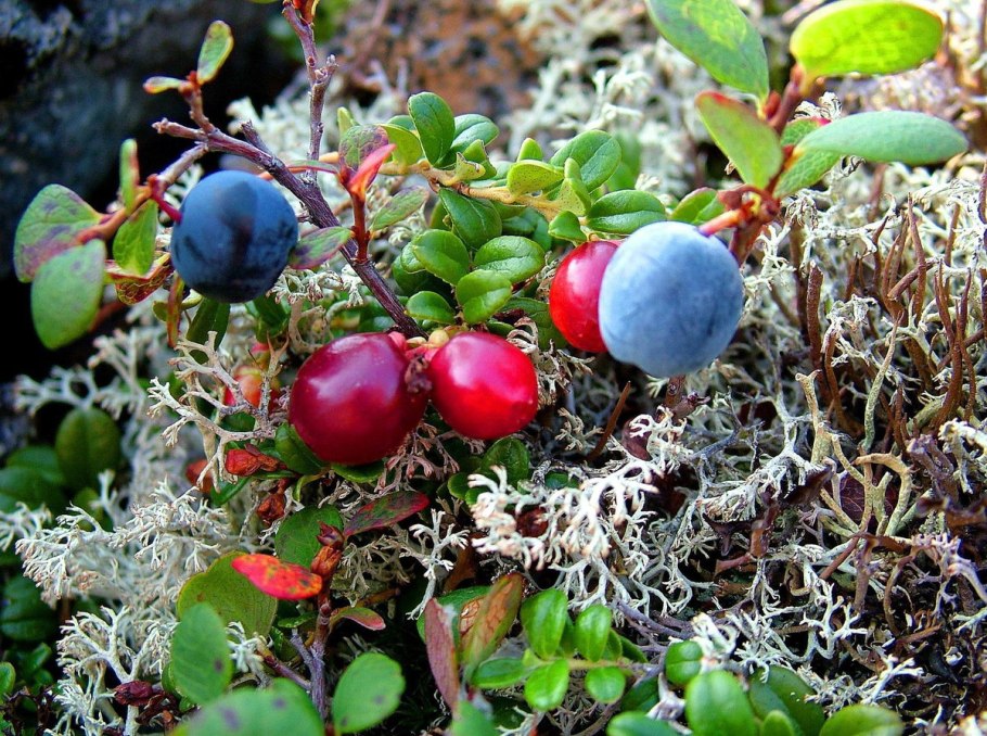 Шикша брусника