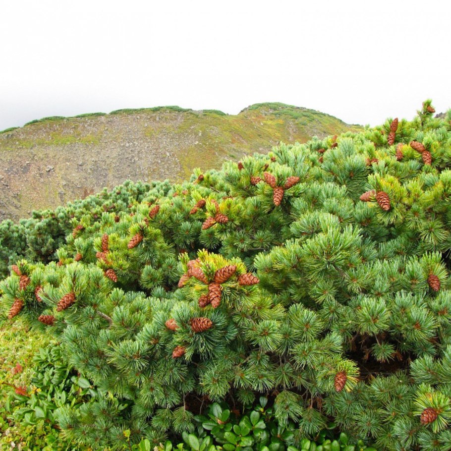 Береза карликовая Betula Nana
