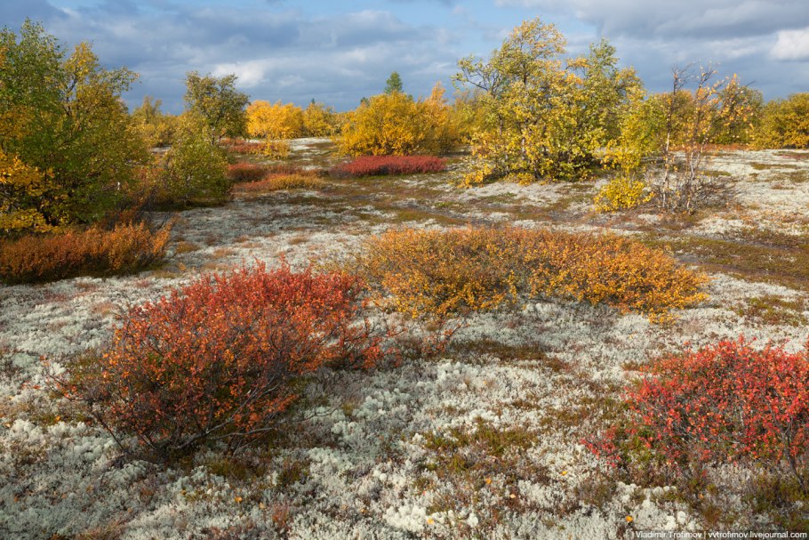 Таймыр голубика