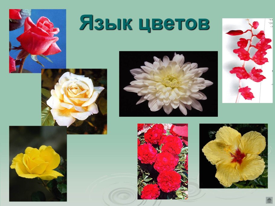 Язык цветов Мак