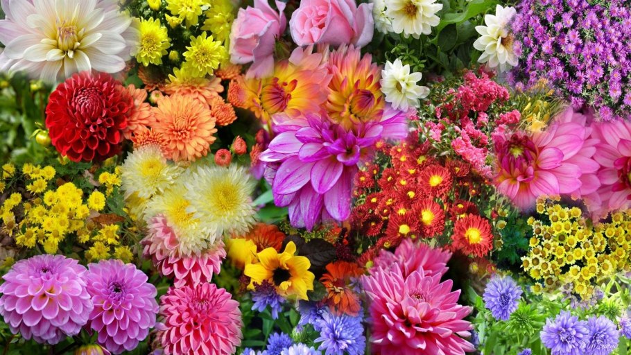 Хризантемы клумбовые