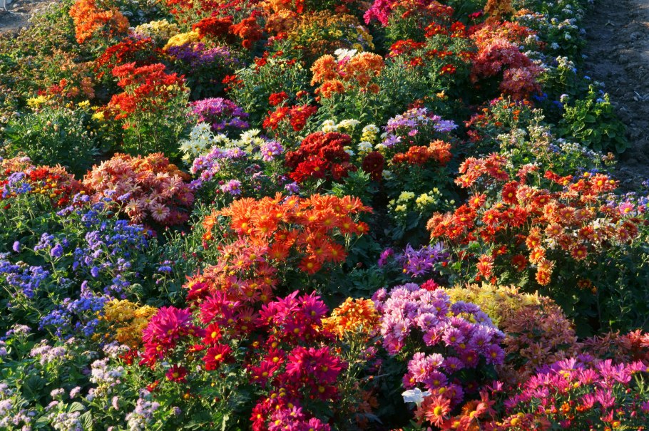 Миксбордер с бархатцами