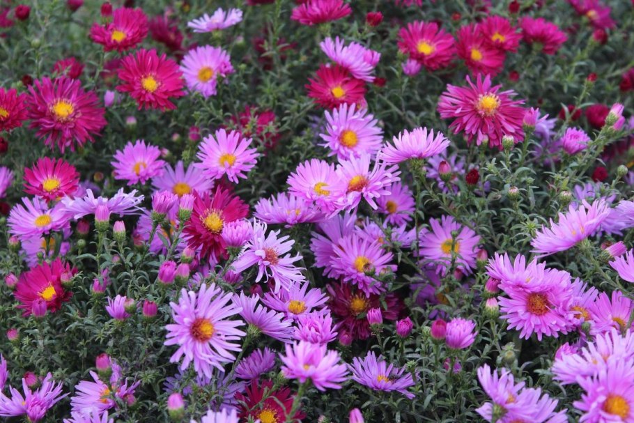 Рудбекия в миксбордере