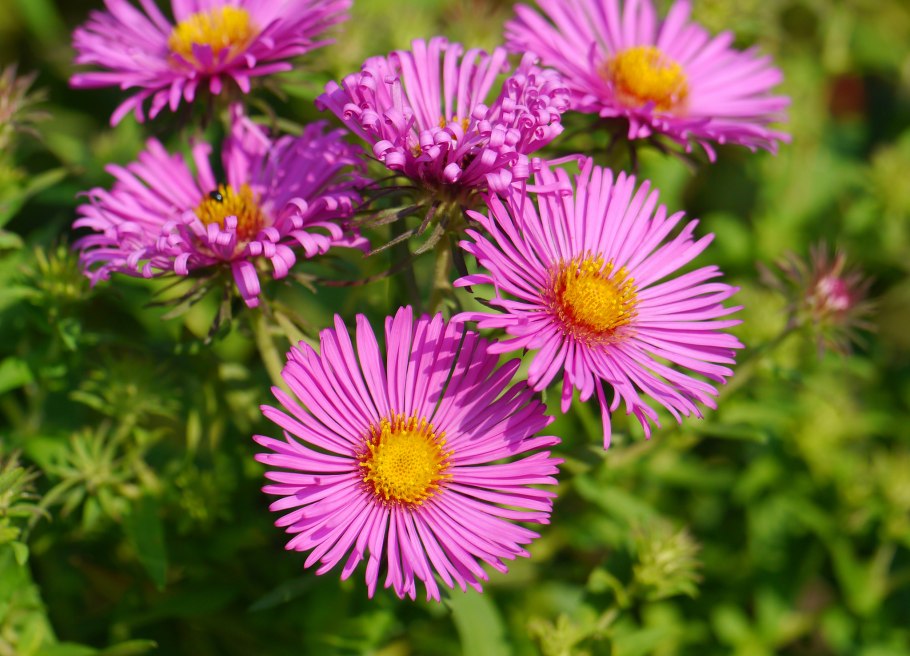 Бархатцы Мимимикс