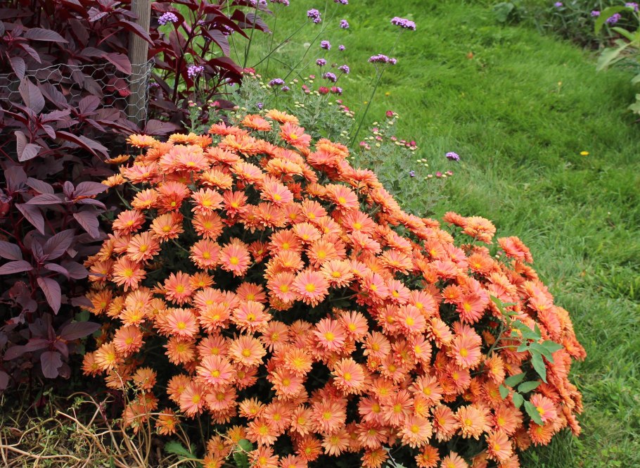 Астра Австрийская многолетняя