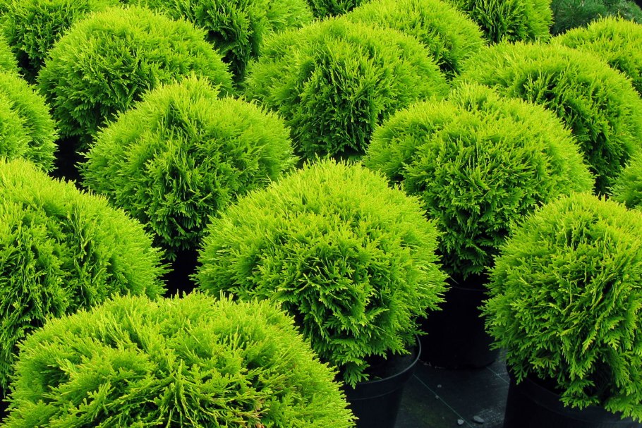 Туя Глобоза Даника