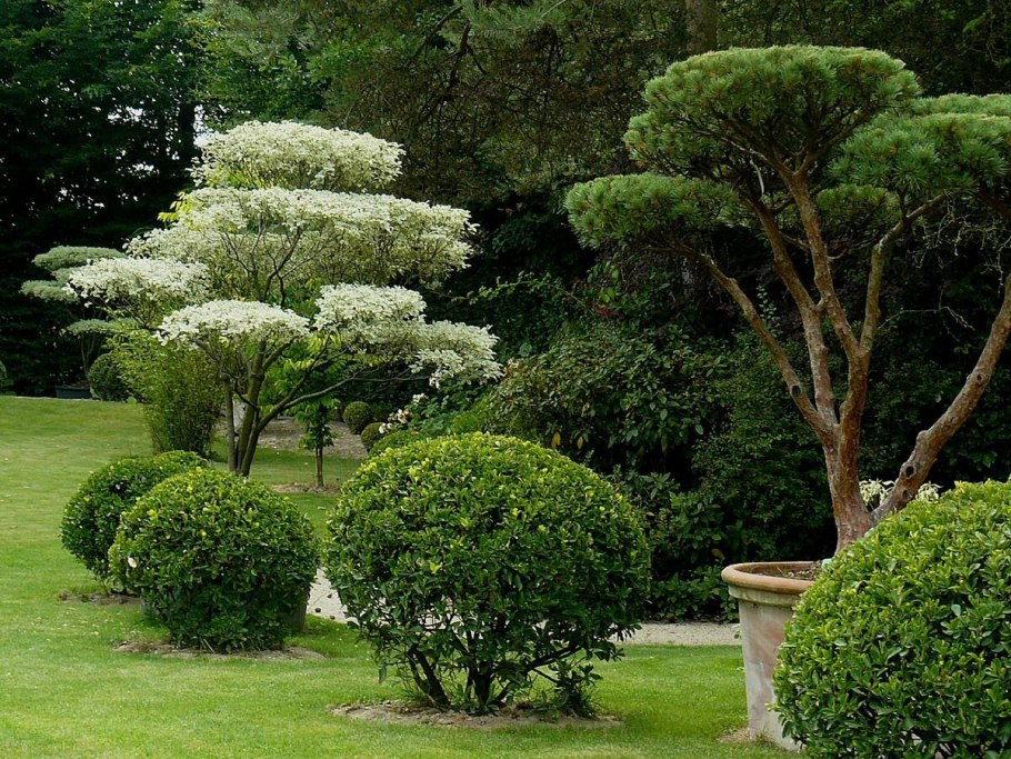 Бирючина ниваки