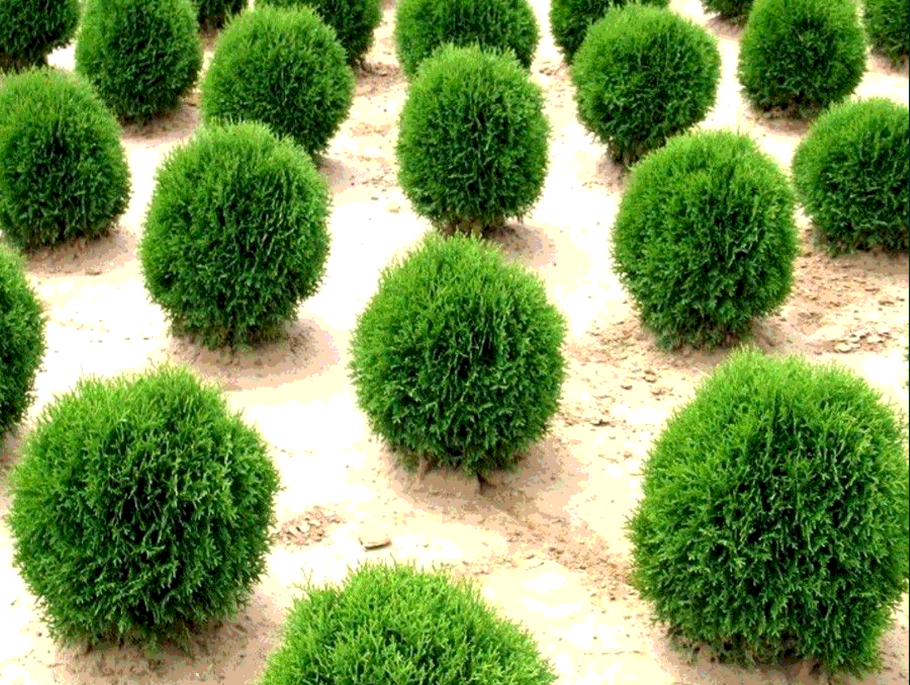 Туя Западная Лито гигант