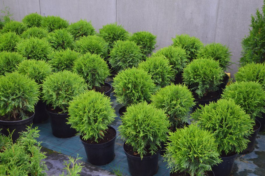 Туя Даника d13