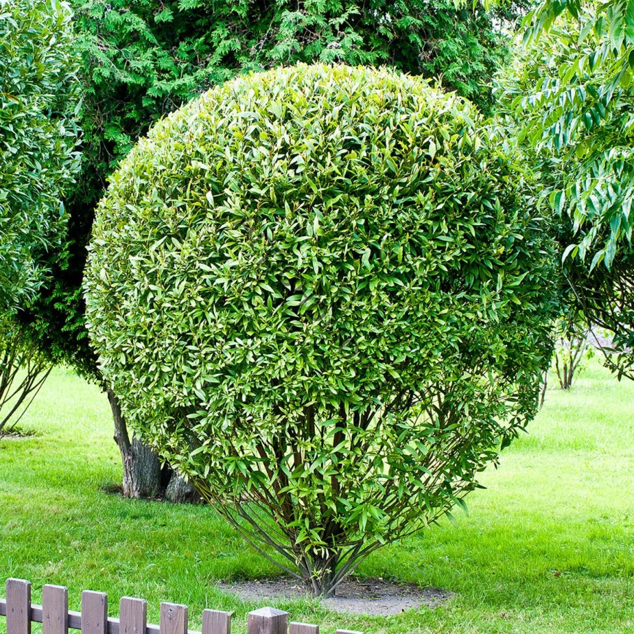 Ива ломкая (шаровидная) Salix fragilis