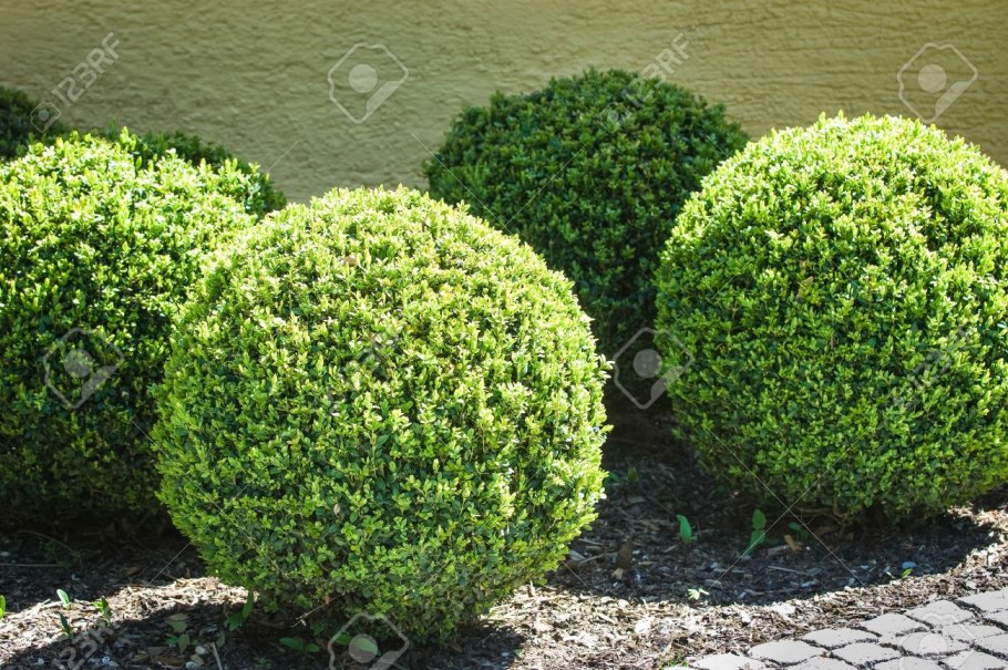 Бирючина самшитовидная