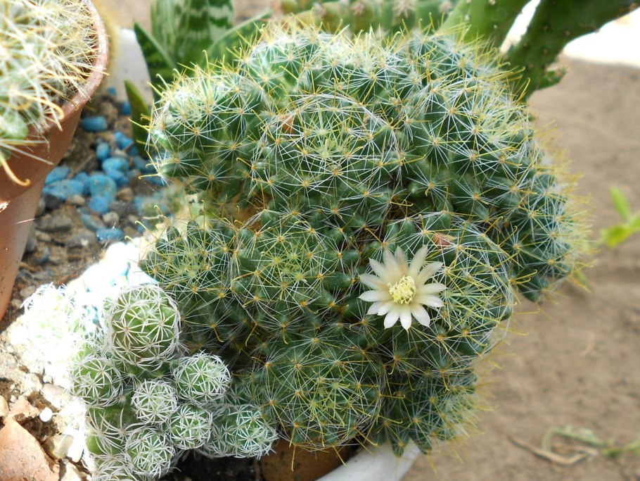 Кактус Тарантул