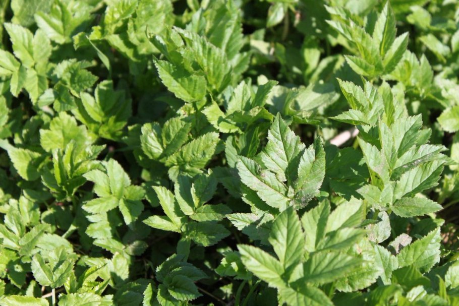 Сныть обыкновенная сорняк