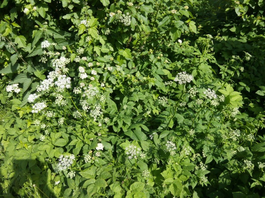 Сныть обыкновенная сорняк