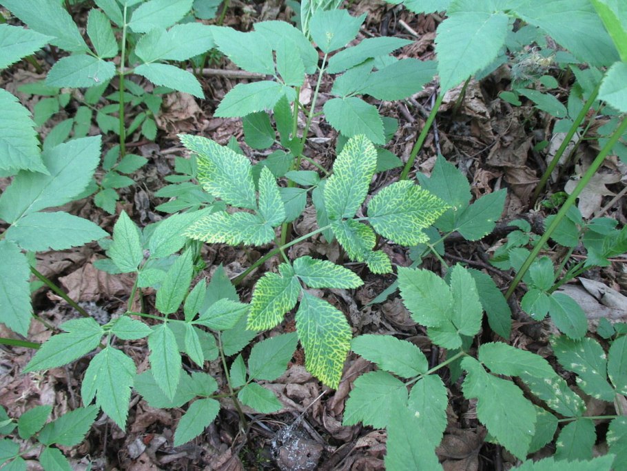 Сныть обыкновенная