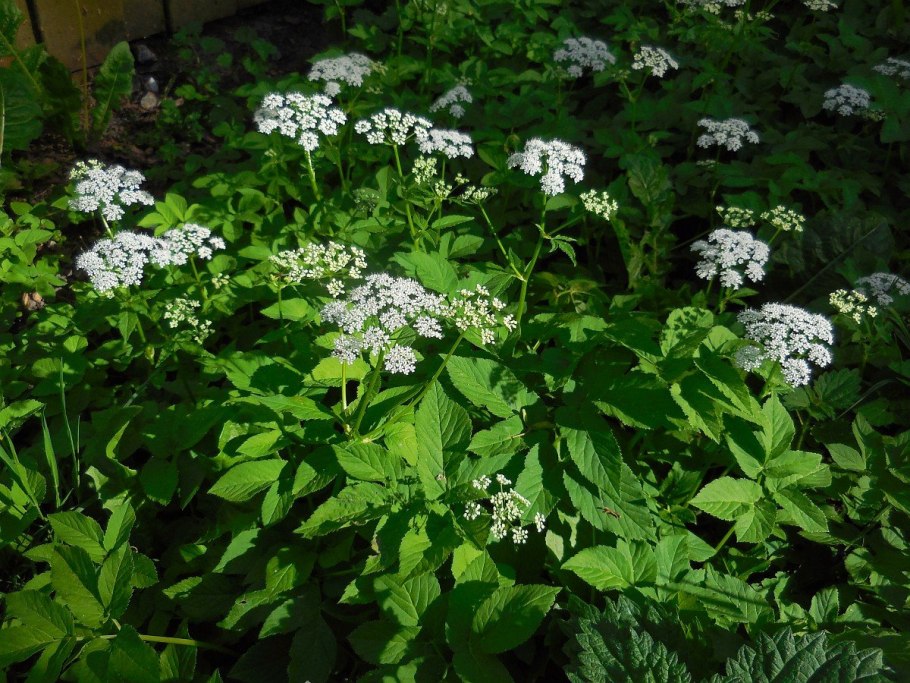 Смесь трав с клевером