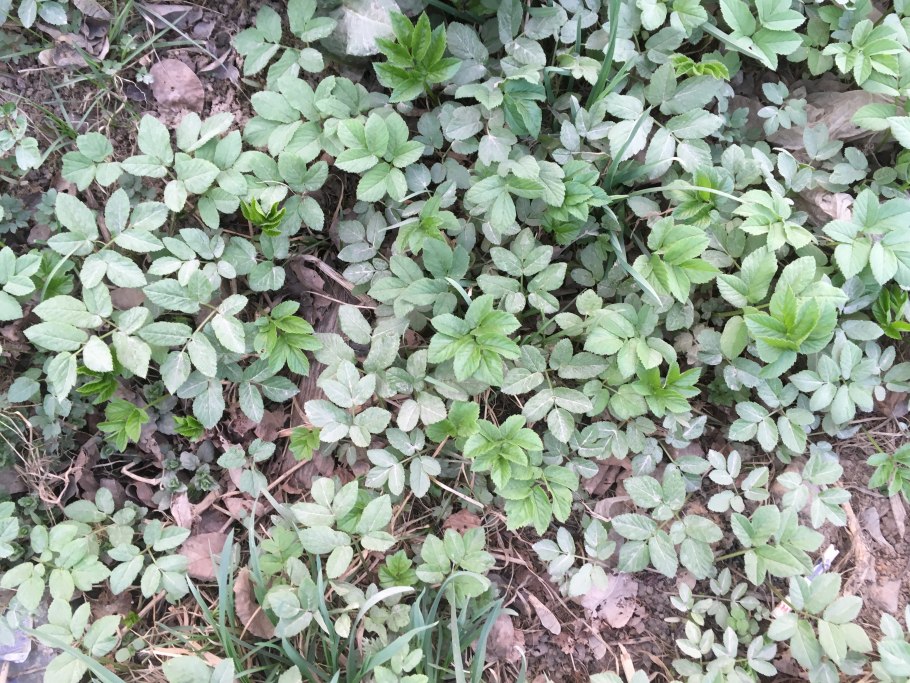 Трава сныть огородный сорняк