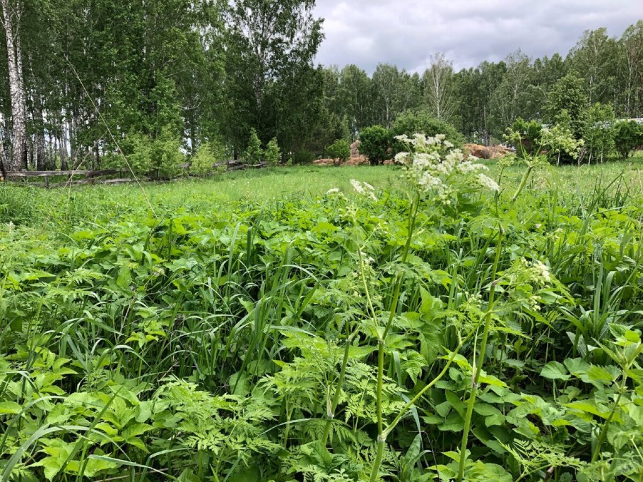 Сныть в огороде