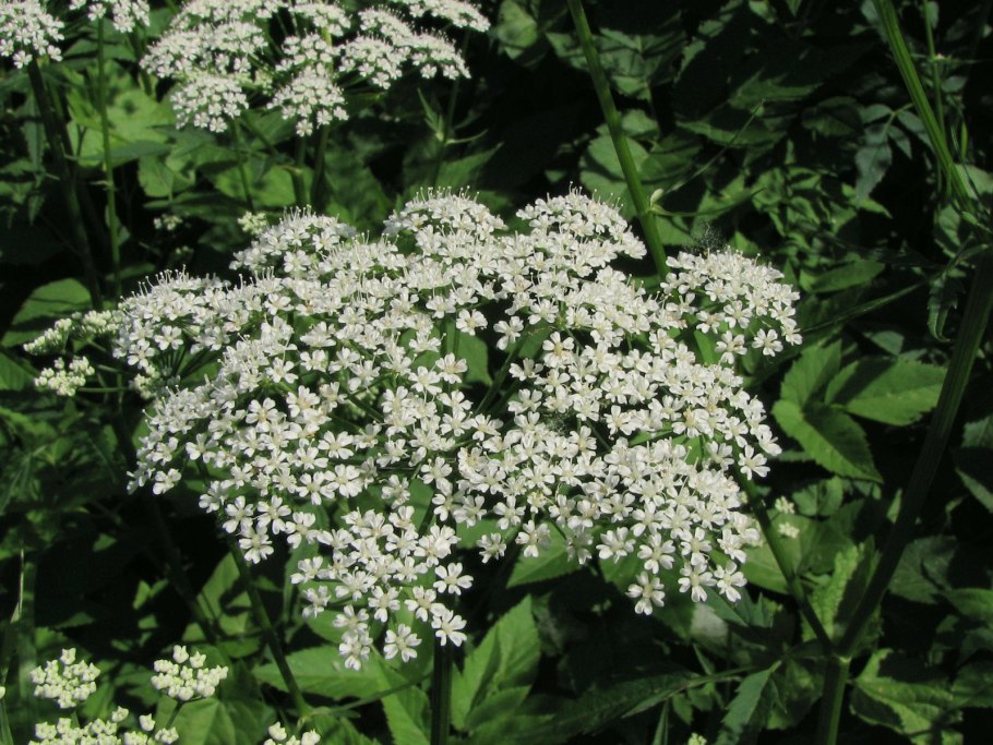 Сныть обыкновенная лекарственные