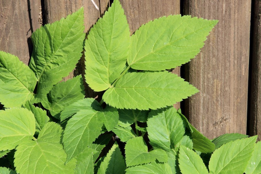 Сныть обыкновенная сорняк