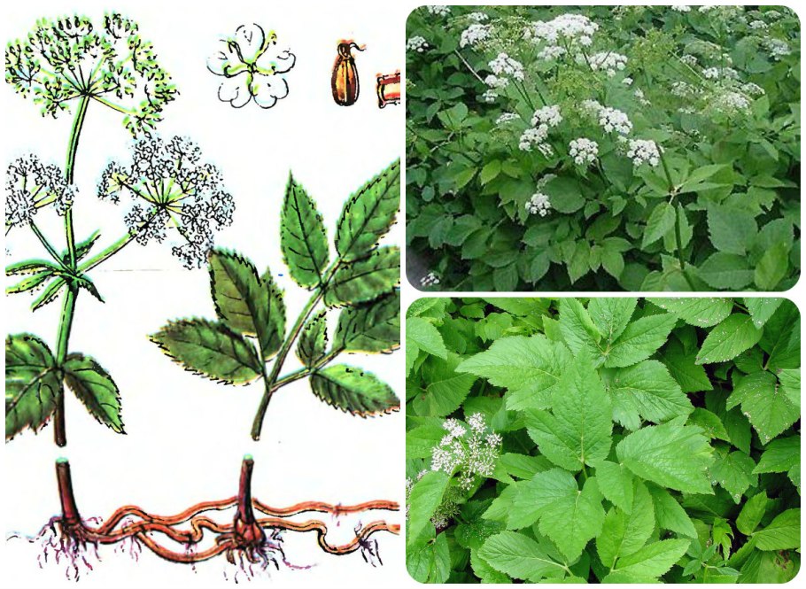 Сныть обыкновенная